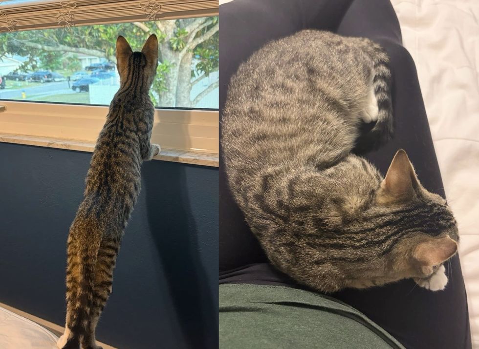 tabby cat window lap