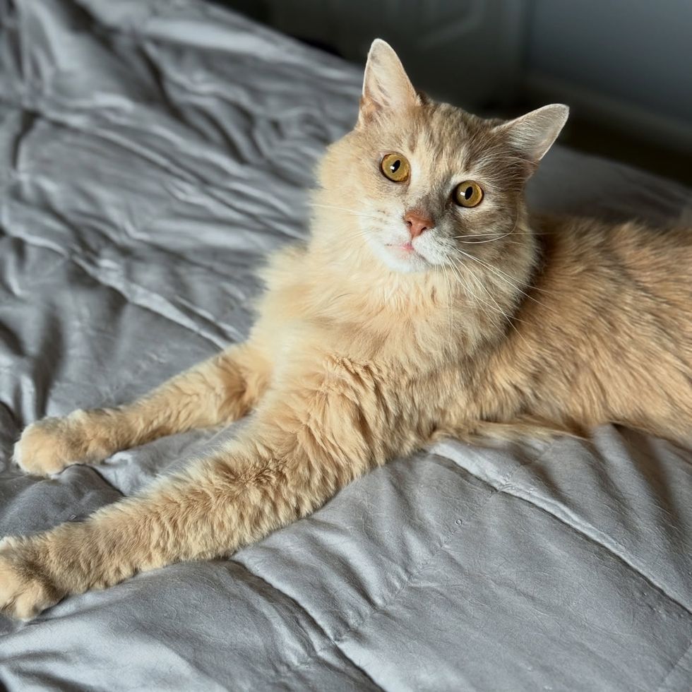 cream fluffy cat bed