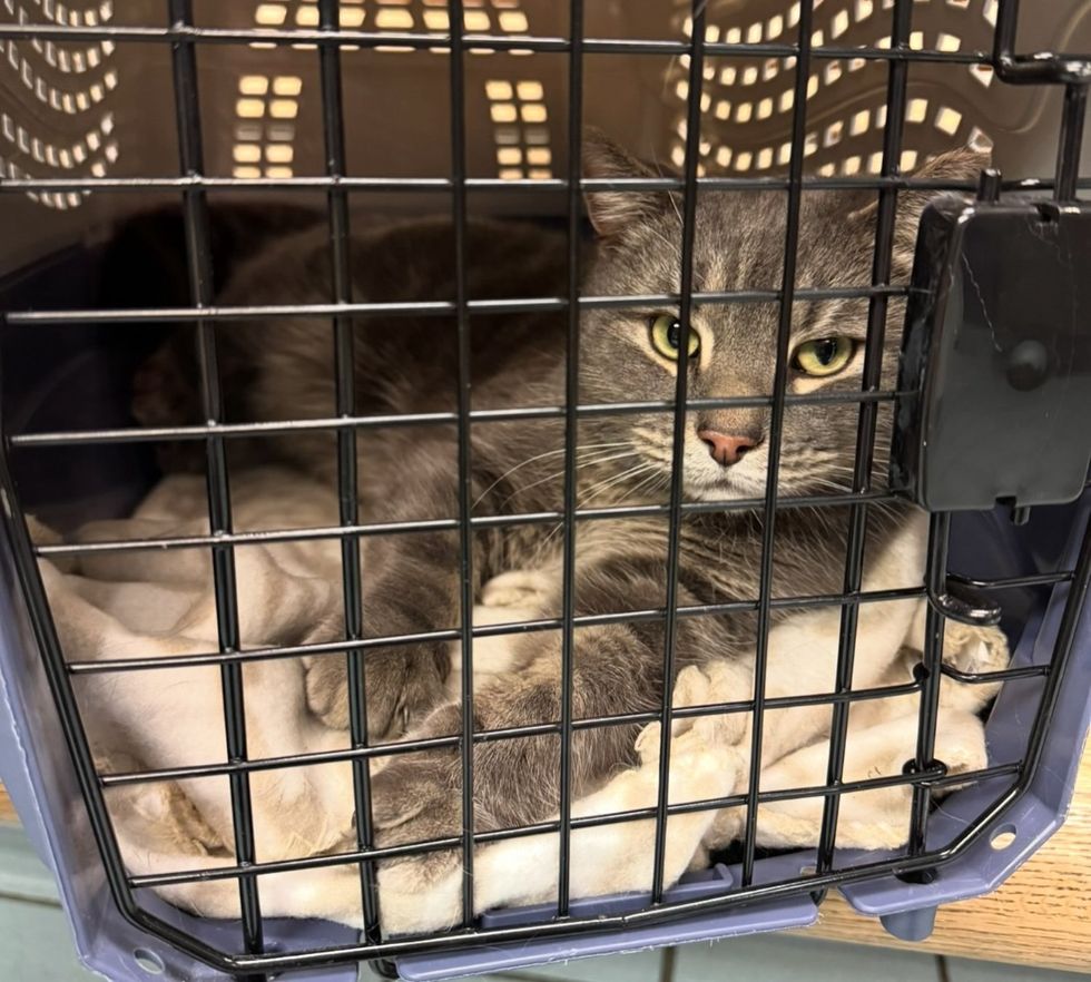 cat rescued carrier