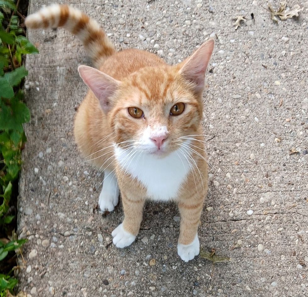 orange tabby cat stray
