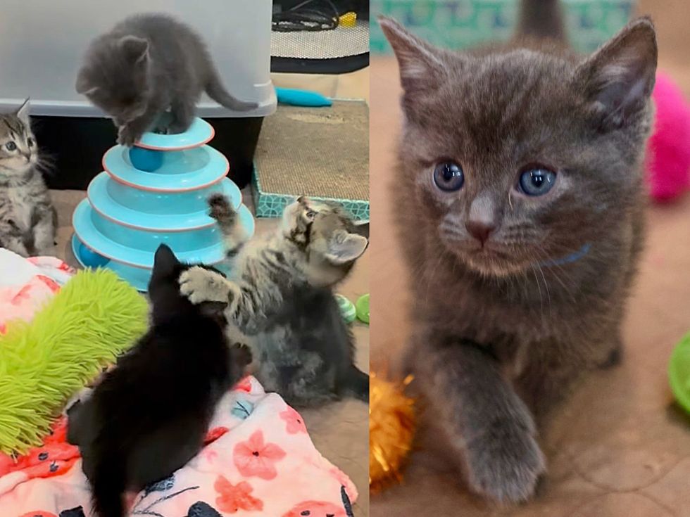 playful kittens happy