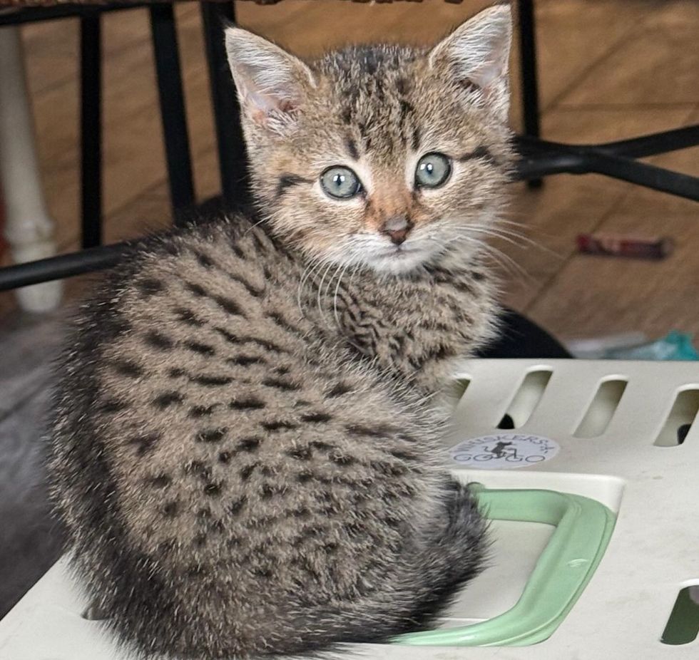 tabby kitten tiny