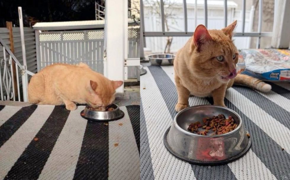 stray cat porch hungry