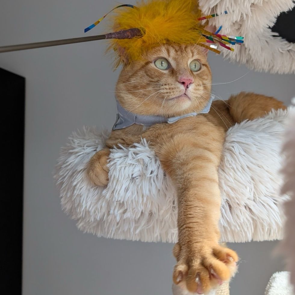 cat playful toy tree