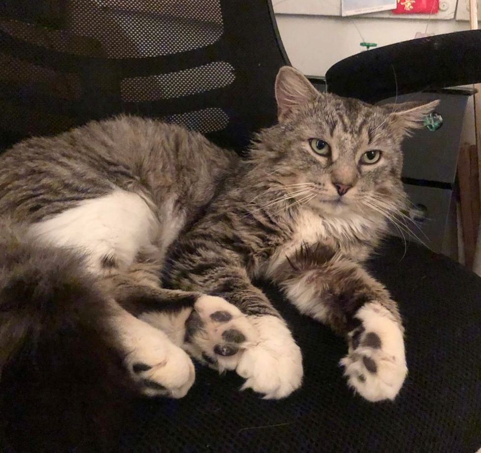 fluffy cat office chair