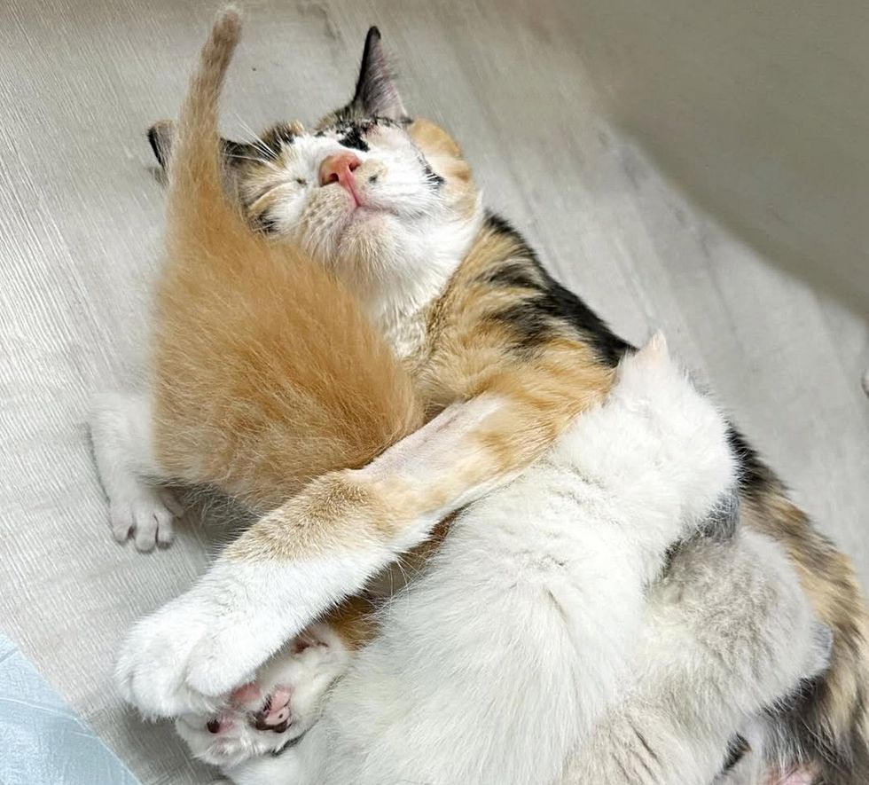calico cat cuddles, nursing kittens