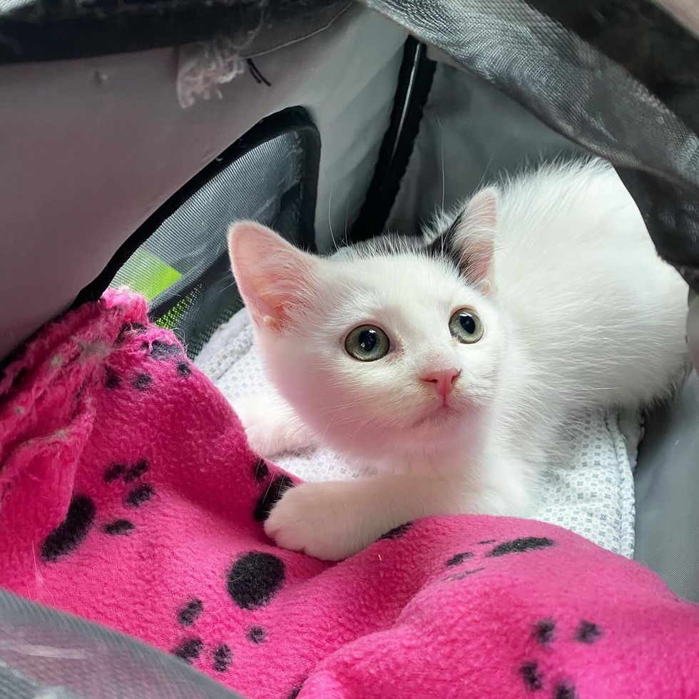 kitten cute carrier