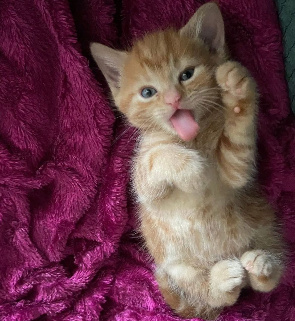 playful happy ginger kitten