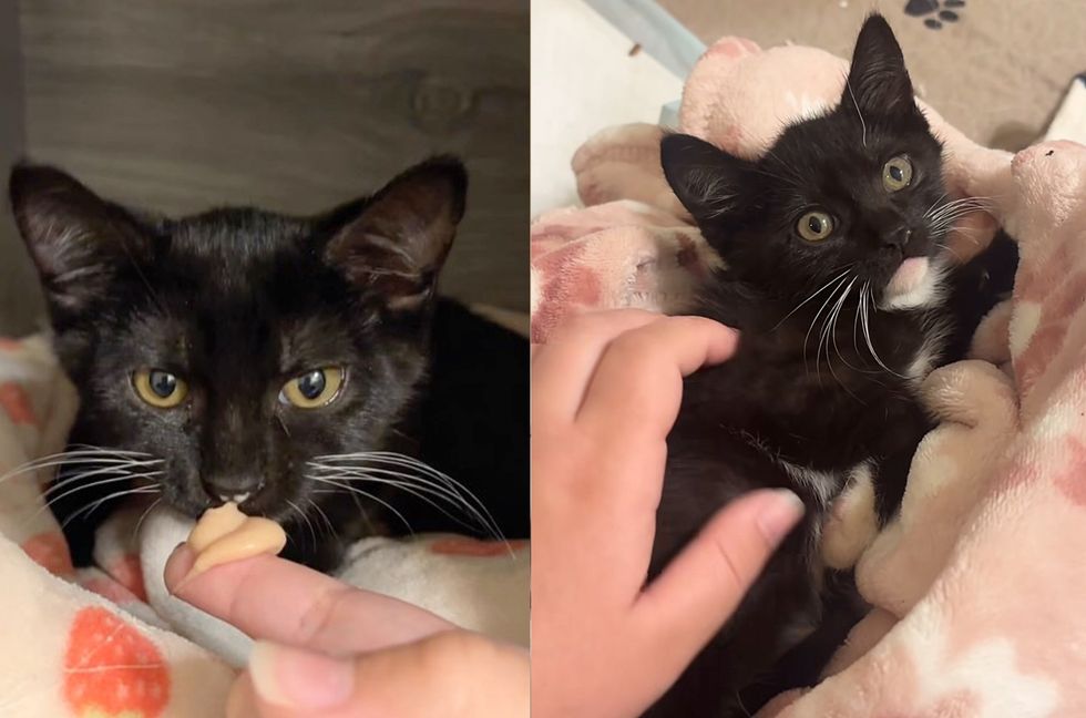 tuxedo kitten treats pets