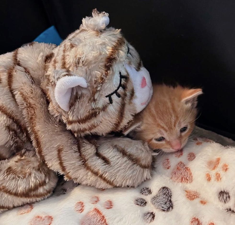 kitten snuggly toy