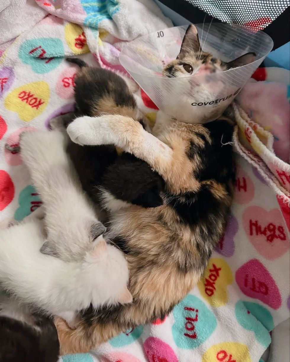 calico cat nursing kittens