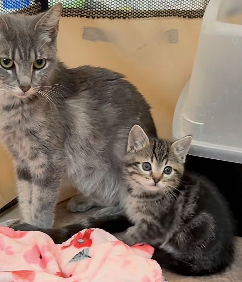 cat mother tabby kitten