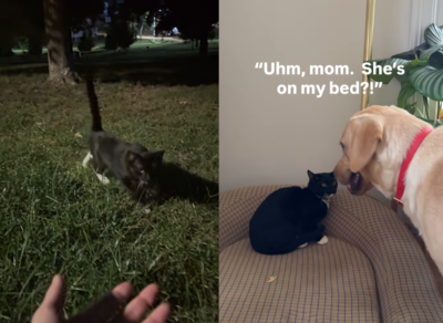 狗狗聞紙袋聽到「喵～」嚇到跳起來　回家被搶床超無奈