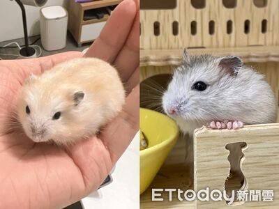 帶倉鼠回家「布丁變灰丁」！　判若兩鼠奴才苦笑：可以退貨嗎？