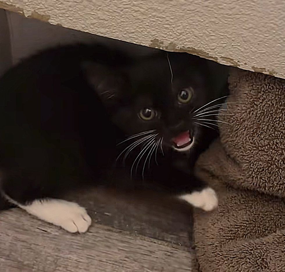 hissy scared kitten