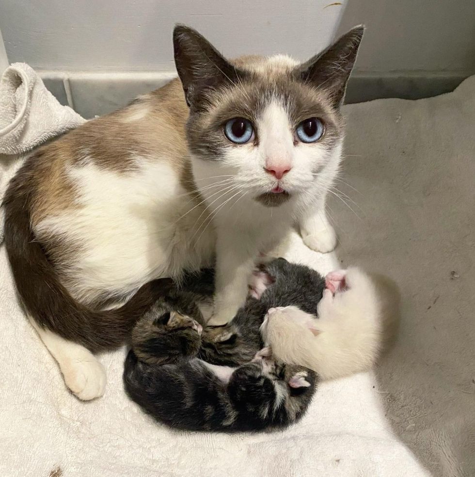 cat mother newborn kittens