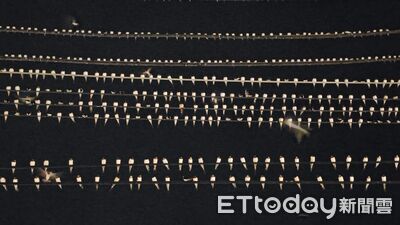 密集恐懼慎入！上萬燕子停滿旗山老街電線　居民：沒看過那麼多
