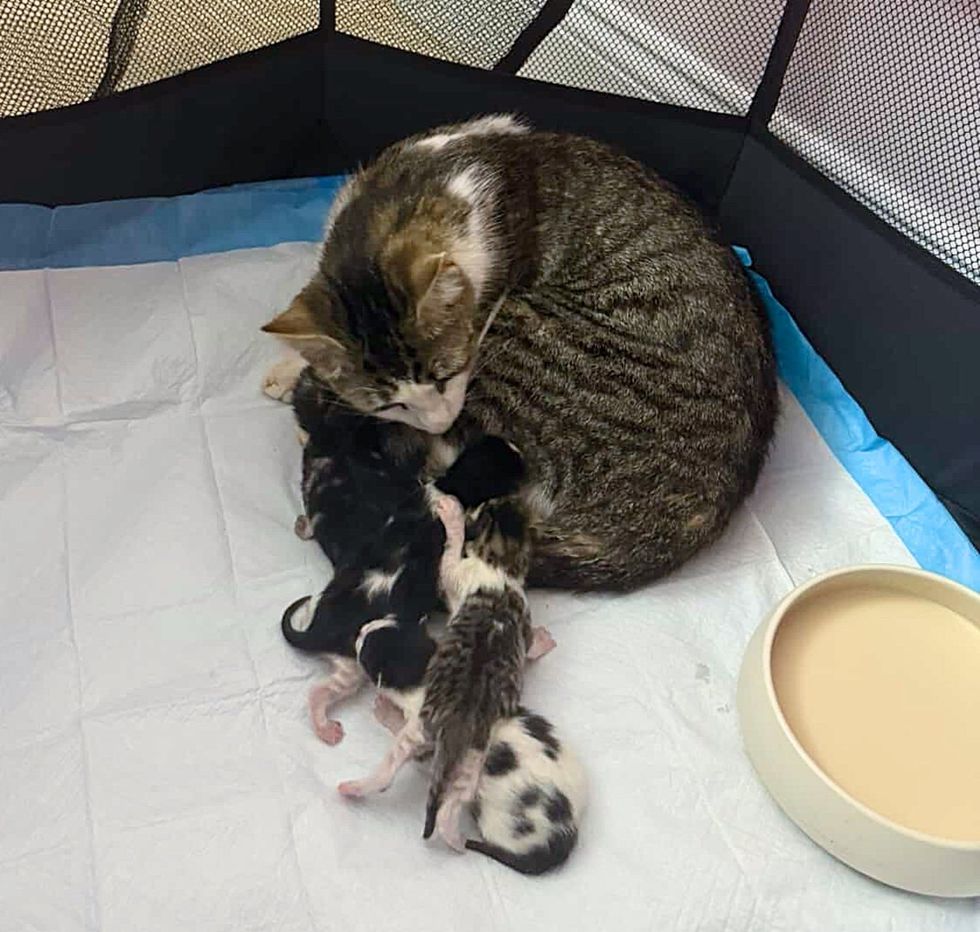 cat mother newborn kittens