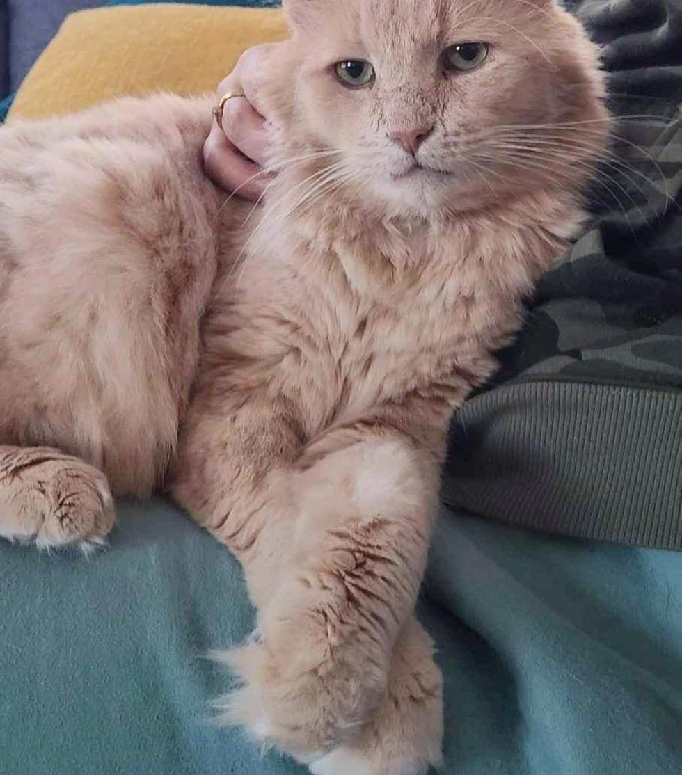 snuggly fluffy cream cat