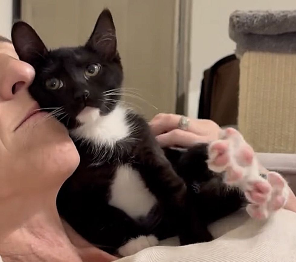 tuxedo kitten snuggles