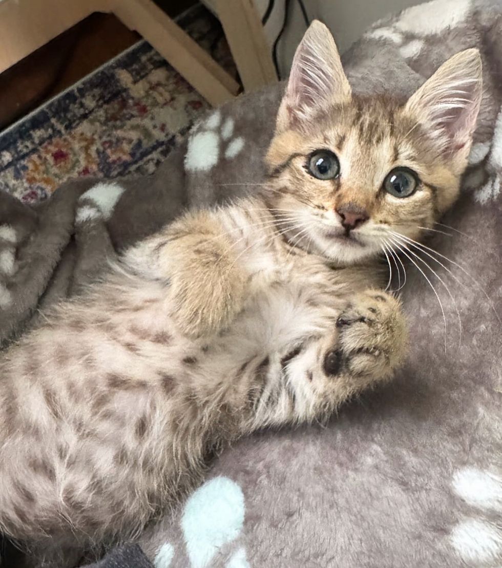 snuggly kitten lap cat