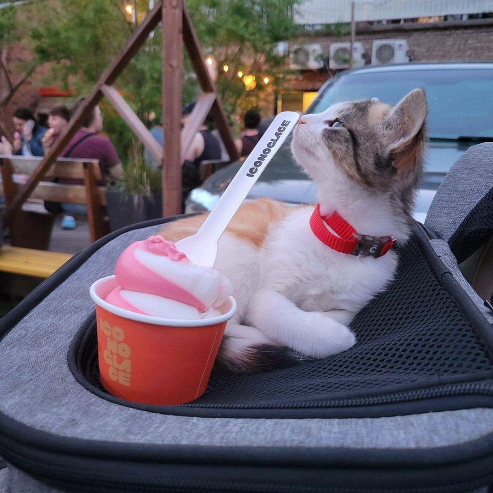 calico kitten, ice cream