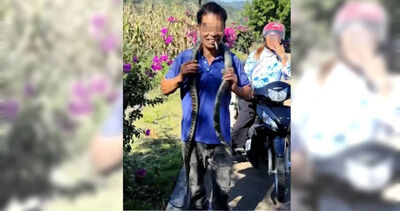 以為無毒！男子將「眼鏡王蛇」掛脖、鑽褲管遭咬...1小時後慘死