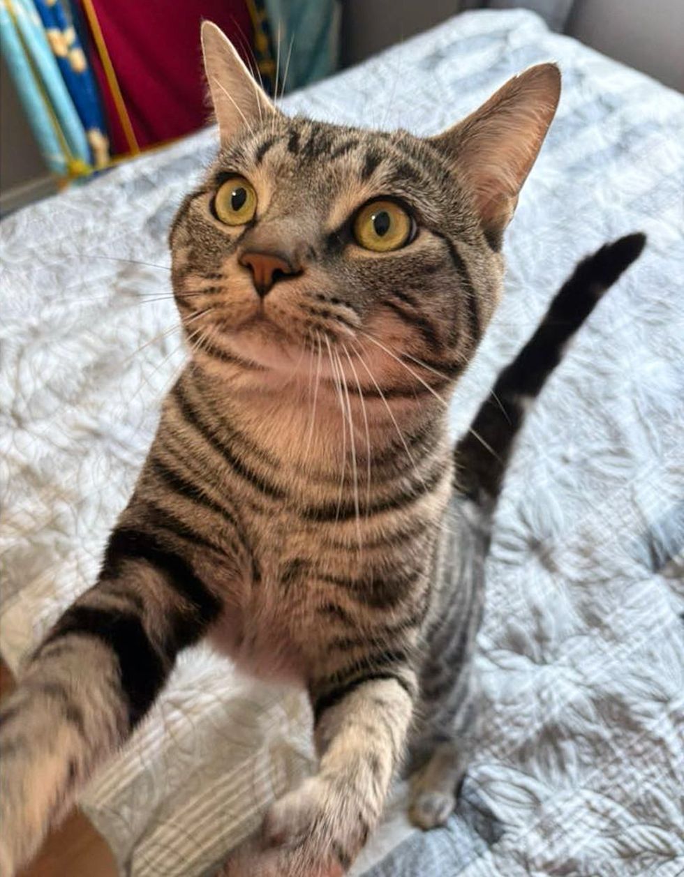 tabby cat attention seeker