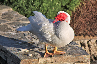 高雄男輾死擋路鴨！飼主崩潰提告　法官重判拘役20天+罰20萬