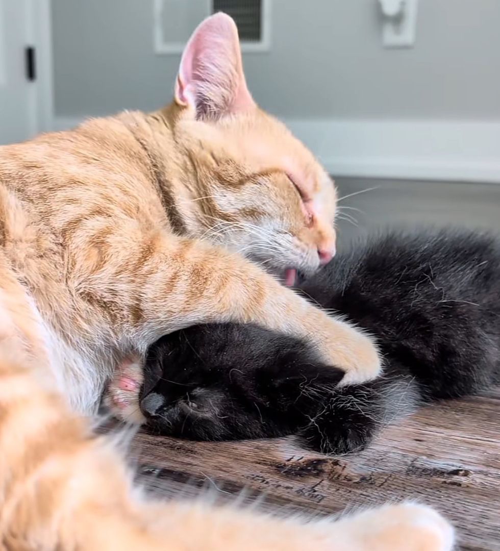 cat orange snuggles kitten