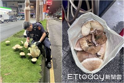 高雄警「安全島拔香菇」奇景PO網　基層炸鍋：這也歸我們管？