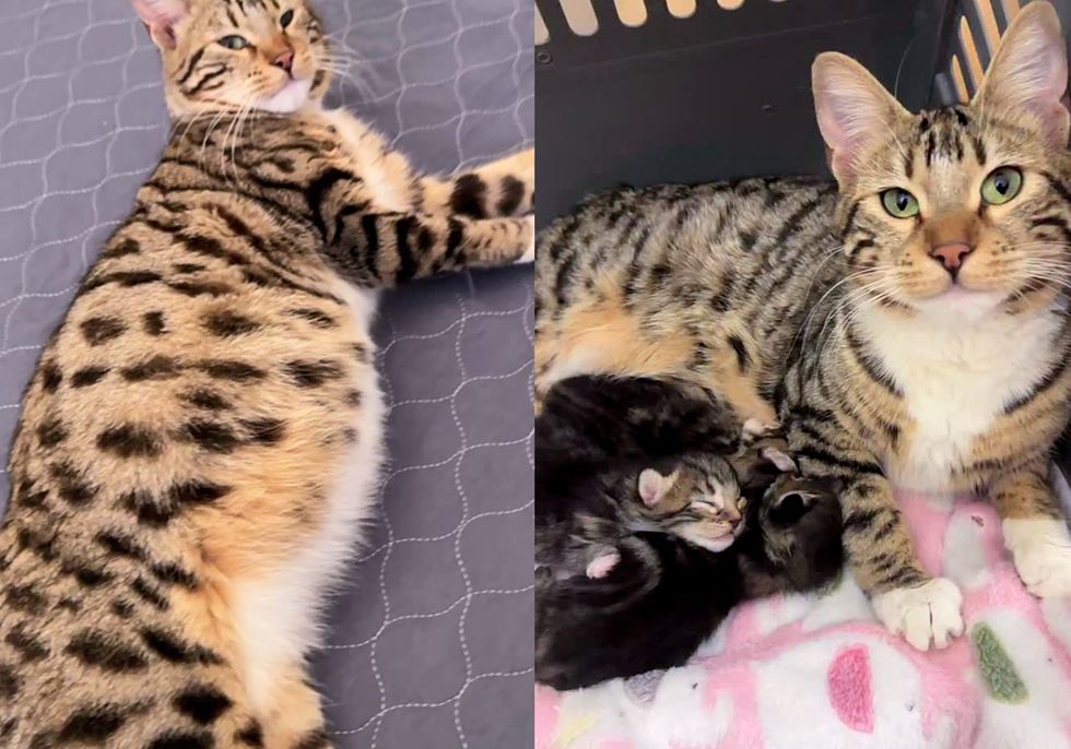 tabby cat newborn kittens