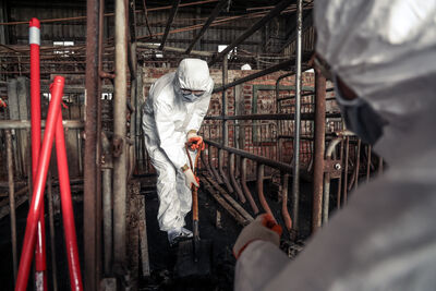 清消失敗！豬農家三度採陽「大門車子皆陽性」　豬場淤泥厚達10cm