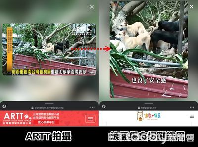 假公益！動保團體控盜用影片引網友同情　飼料網購平台回應了