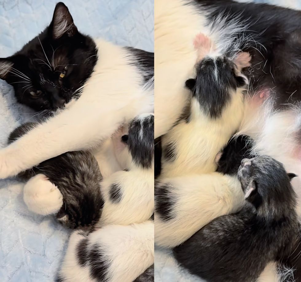 cat mother nursing kittens