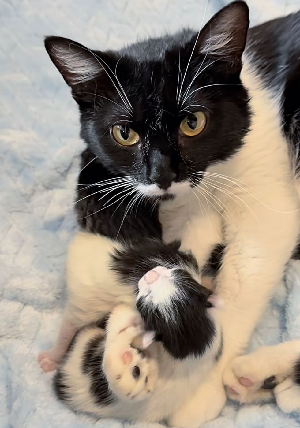 cat mother hugs kittens