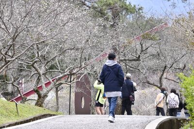 桃園「角板山行館」近300棵梅花開5成　樹下茶席、市集4日限定