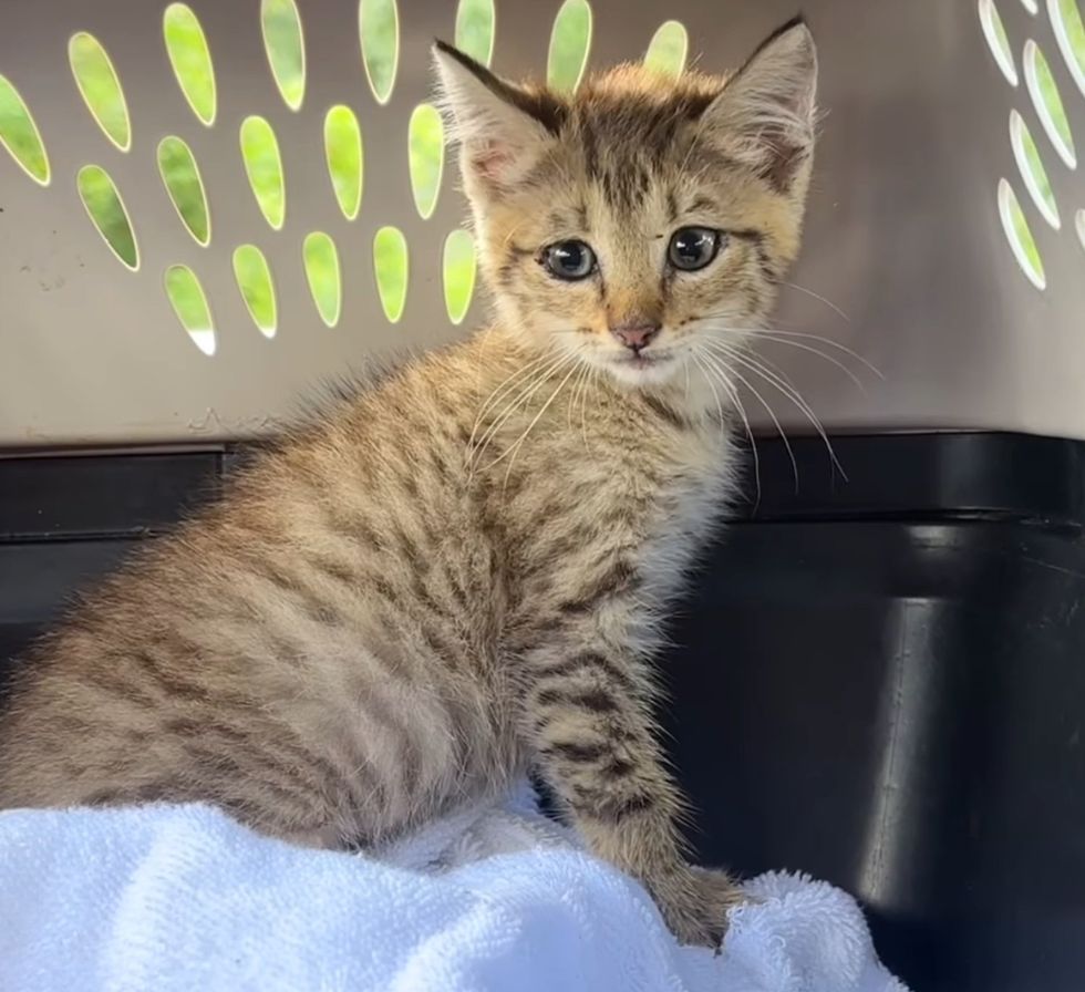 tabby kitten rescued