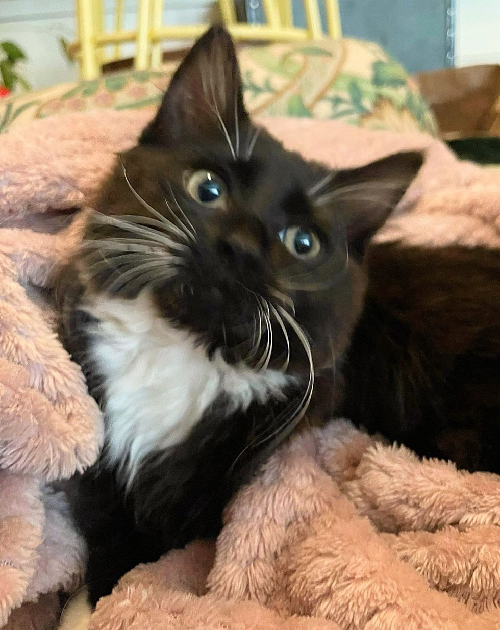 tuxedo kitten snuggles
