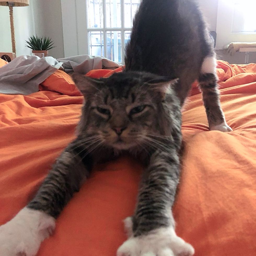 fluffy cat stretching