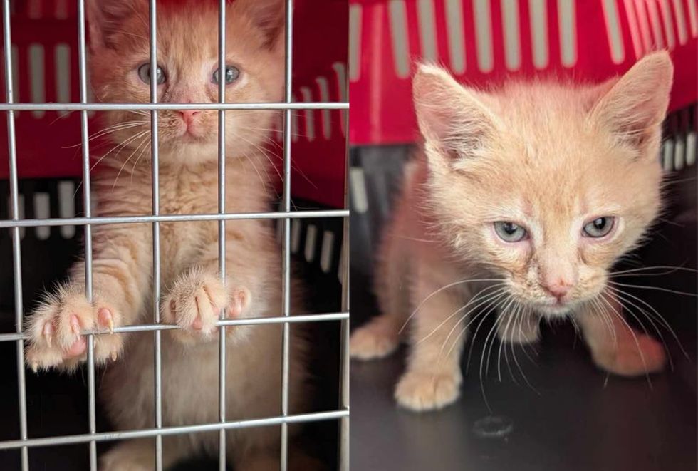 stray kitten cream safe