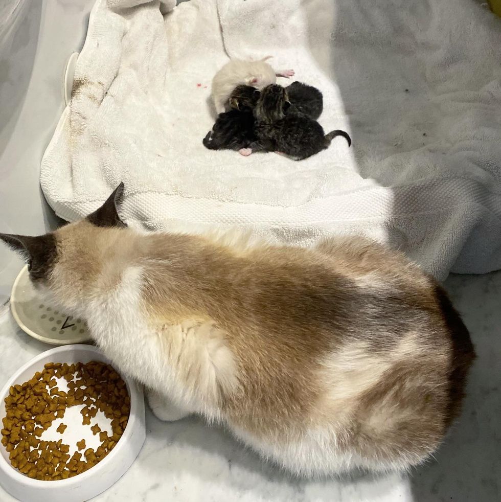 cat newborn kittens safe