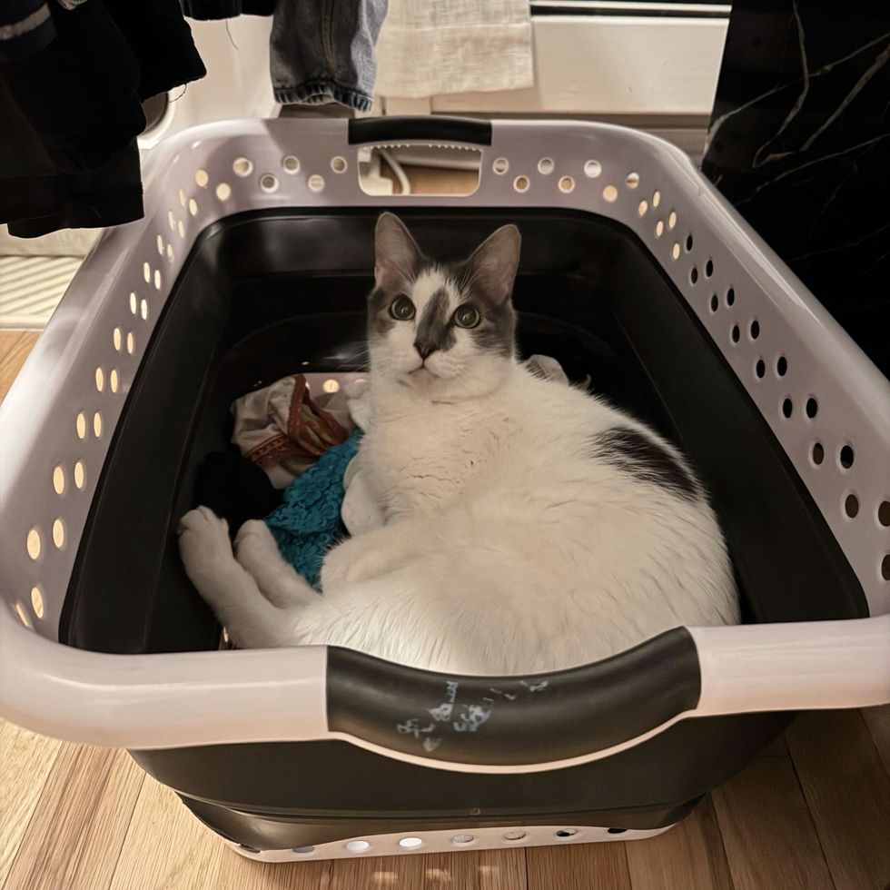 cat laundry basket
