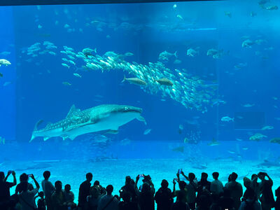 沖繩二日遊懶人行程表！朝聖水族箱咖啡廳巨大鯨鯊悠游身旁　