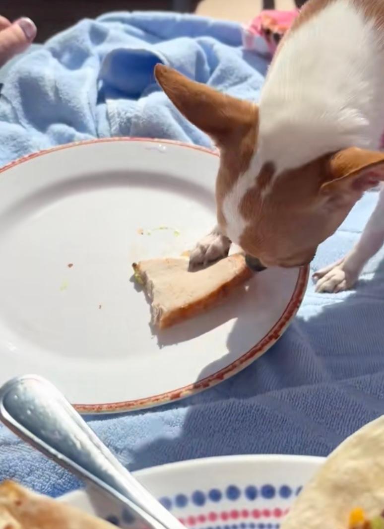 Bruiser Woods eating turkey