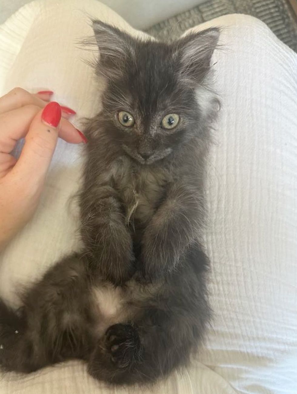 fluffy kitten lap cat