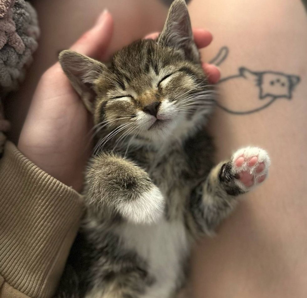 tiny stray lap cat sleeping