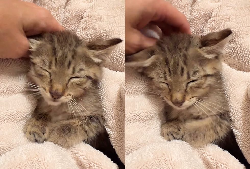 snuggly purring kitten