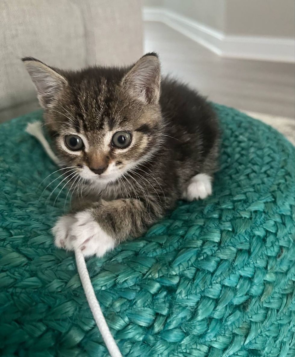 playful kitty cat cute