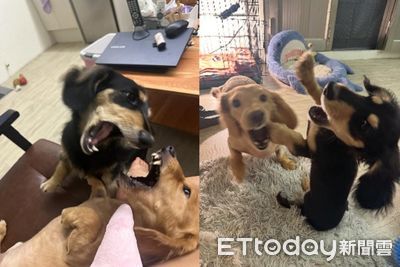 臘腸兄弟每天必吵　家裡變「侏儸紀世界」齜牙激情互嗆